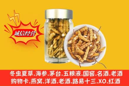渭南市蒲城名酒回收散虫草.jpg